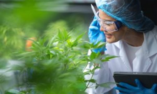 Plant Medicine Centers